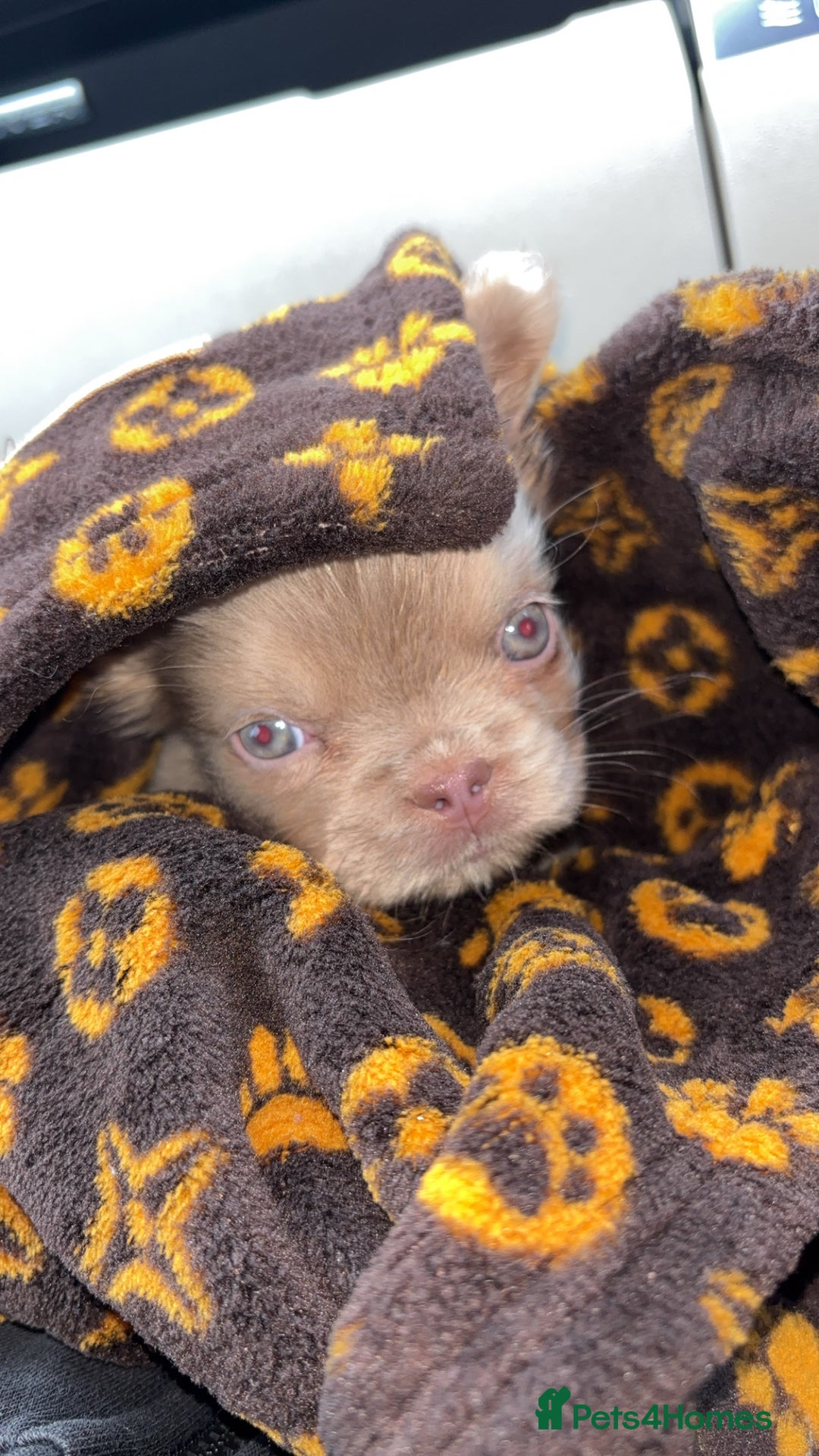 French Bulldog dogs for sale: Last girl left! Visual fluffy Frenchie  - Advert 2