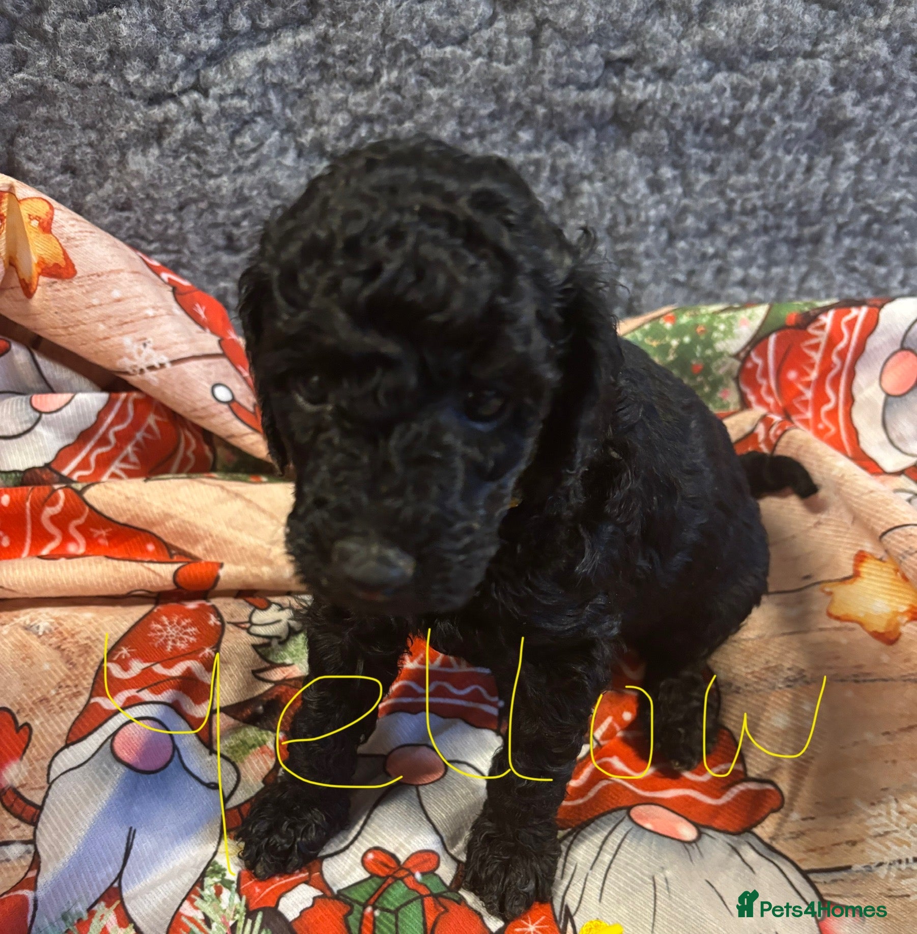 Miniature Poodle dogs Miniature poodles looking for forever home - Advert 7