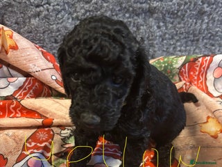 Miniature Poodle dogs Miniature poodles looking for forever home - Advert 11