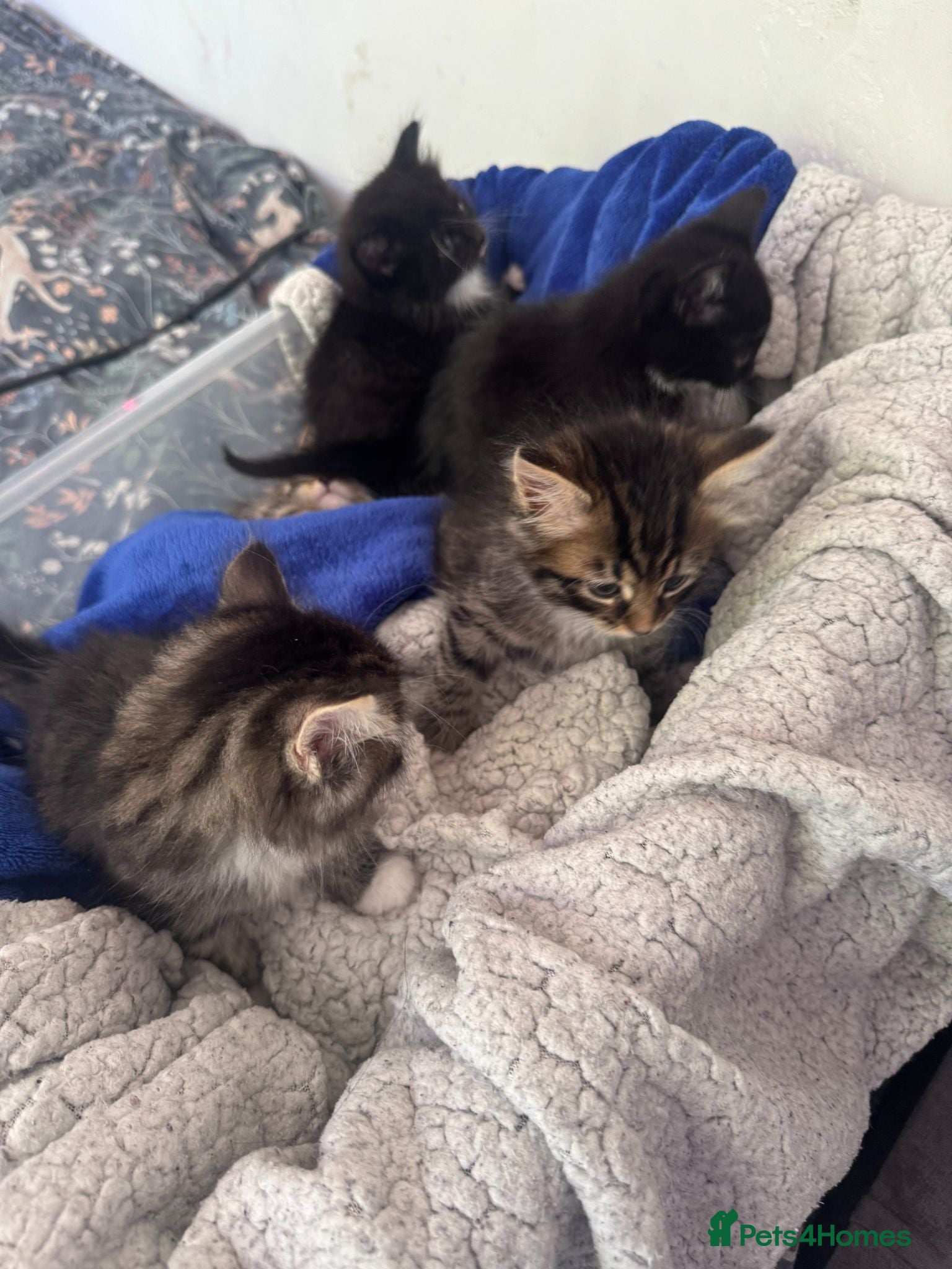 Mixed Breed cats Tabby/Tuxedo Kittens up for adoption - Advert 1