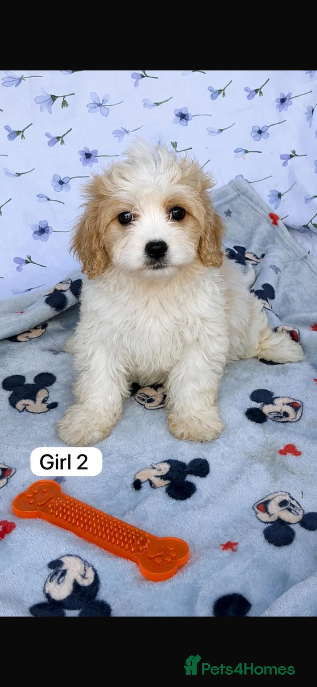Cavachon dogs for sale: 🐶 Gorgeous Cavachon Puppies – Ready Now - Advert 8