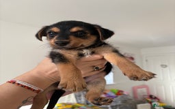 Jack Russell dogs for sale: 2 JACK RUSSELL BOYS - Image 5