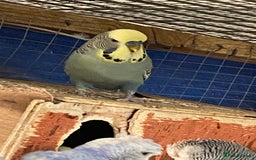 Budgerigars birds for sale: Reserved 2 pairs of budgies (please read full) - Image 3