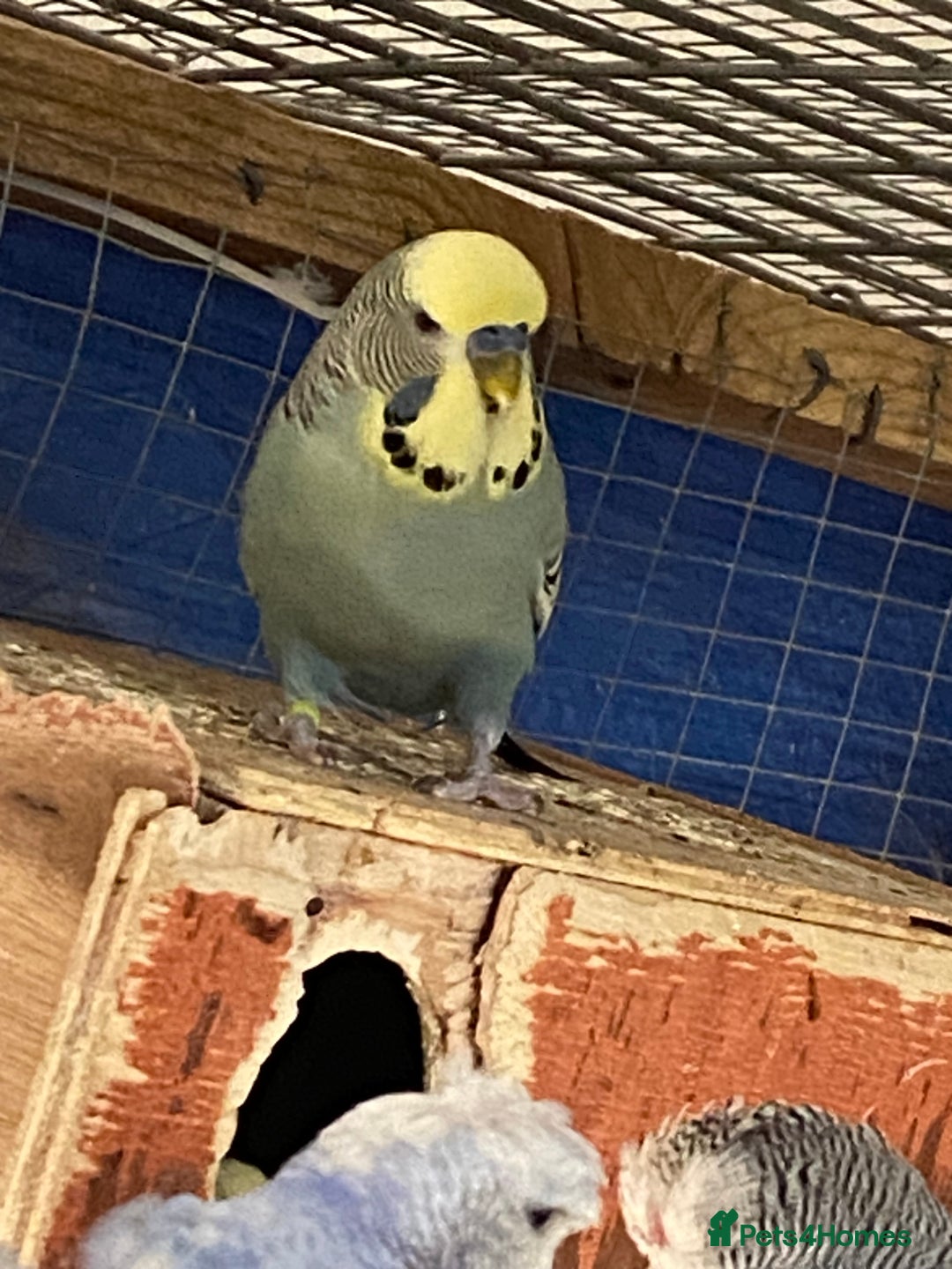 Budgerigars birds for sale: Reserved 2 pairs of budgies (please read full) - Image 3