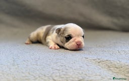 French Bulldog dogs for sale: 🐶 Beautiful Litter Of French Bulldogs 🐶 - Image 4