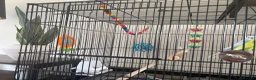 Budgerigars birds for sale: 2 male budgies for sale with cage, food and toys  in Broadway - Advert 2