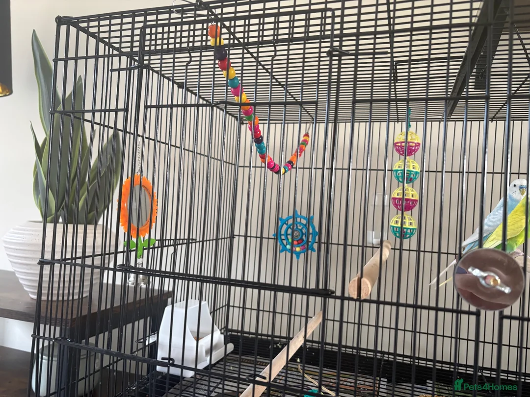 Budgerigars birds for sale: 2 male budgies for sale with cage, food and toys  in Broadway - Advert 2