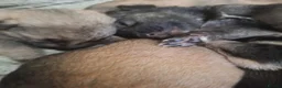 German Shepherd dogs for sale: German shepherd pups - Advert 7