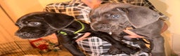 Cane Corso dogs for sale: Pure breed Cane corso puppies  - Advert 3
