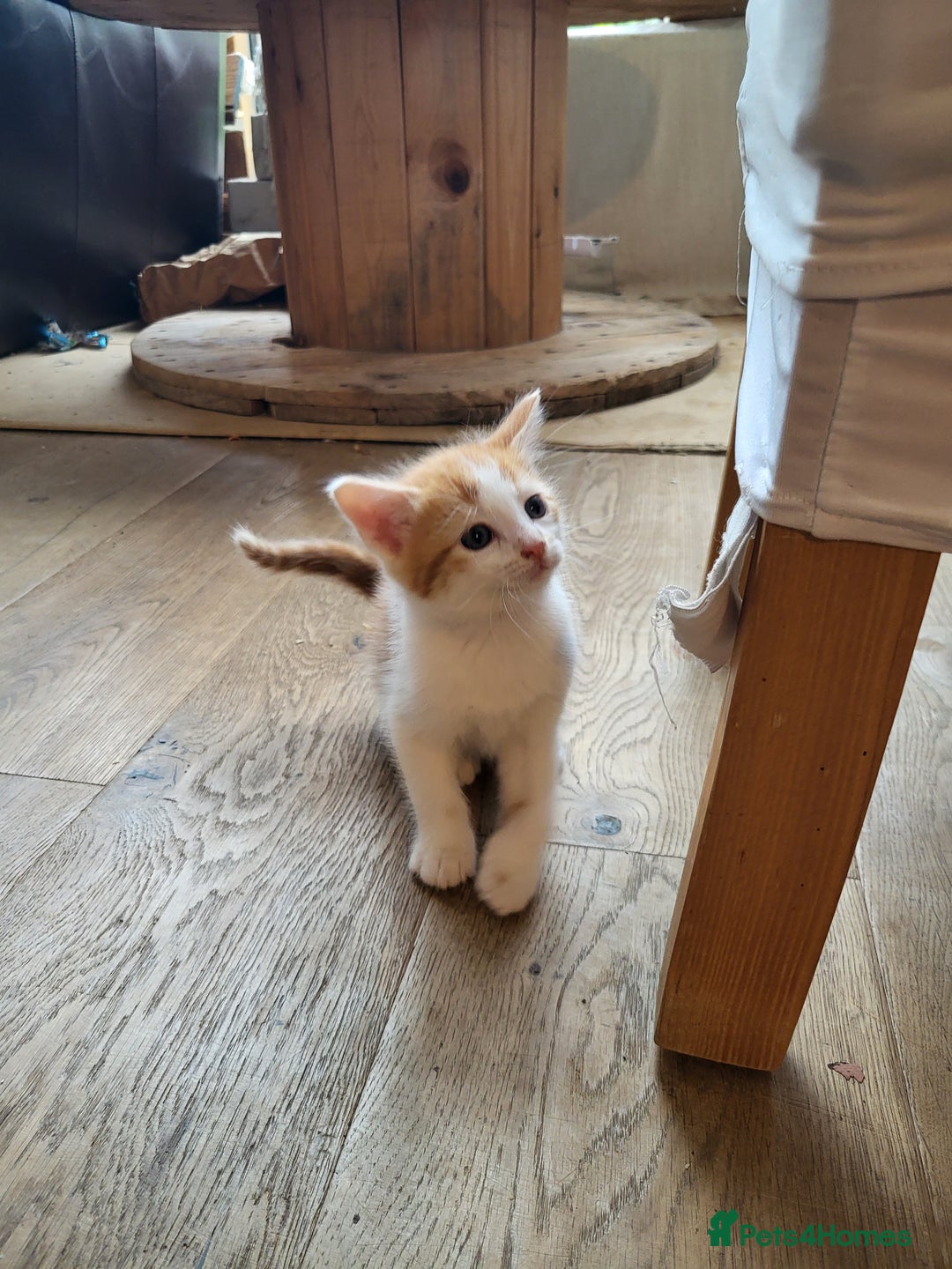 Mixed Breed cats for sale: Mixed kittens for sale, wide range of variety. - Advert 4