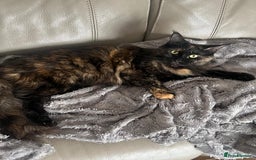 Maine Coon cats for sale: Pure blood Beautiful Maine coon kittens  - Image 11