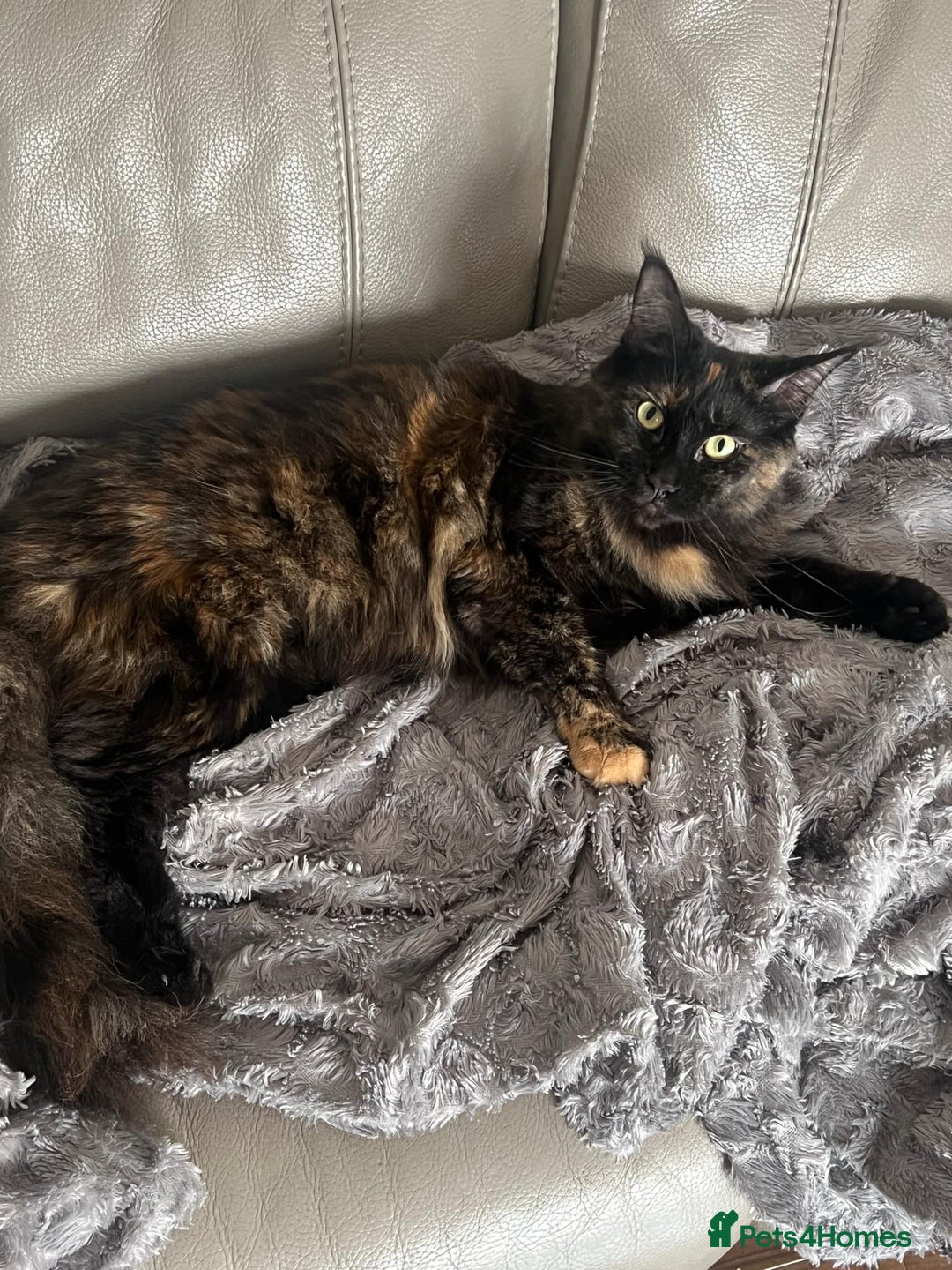 Maine Coon cats for sale: Pure blood Beautiful Maine coon kittens  - Image 11