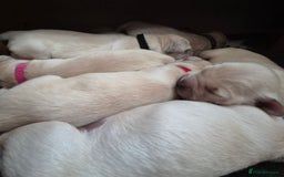 Golden Retriever dogs for sale: 8 beautiful GR - Image 3
