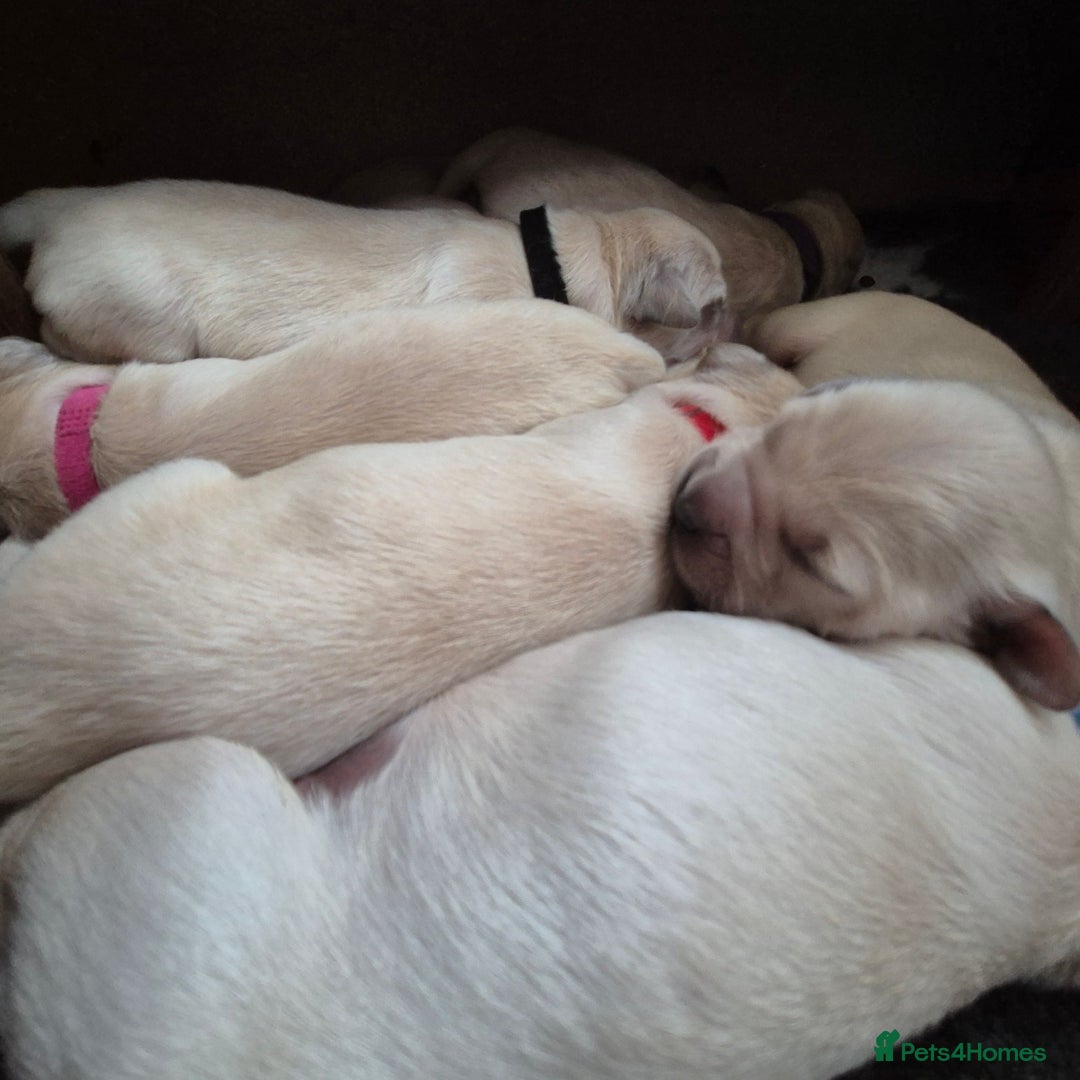 Golden Retriever dogs for sale: 8 beautiful GR - Image 3