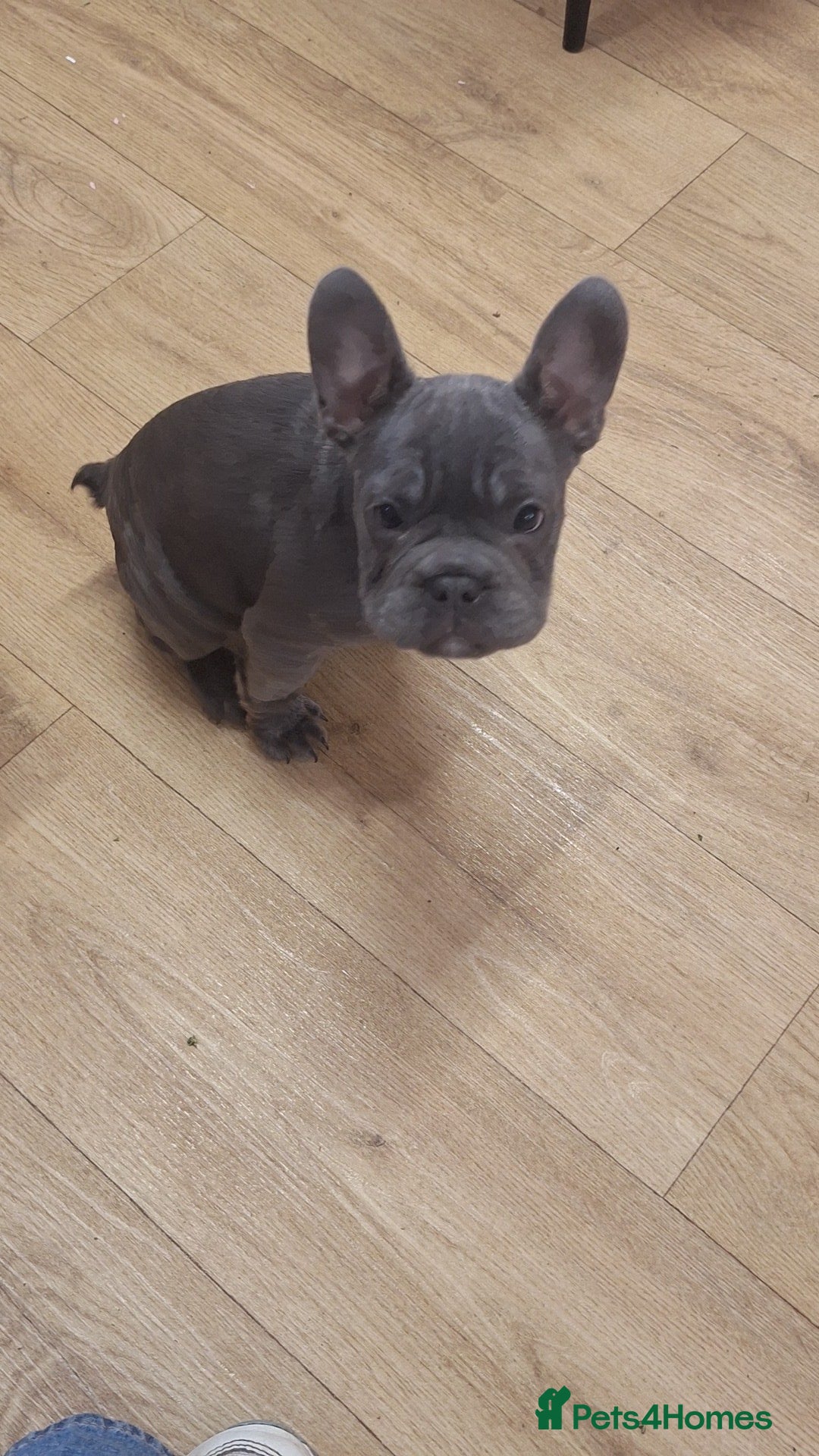 French Bulldog dogs Beautiful French bulldog pups - Advert 1