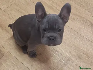 French Bulldog dogs Beautiful French bulldog pups - Advert 1