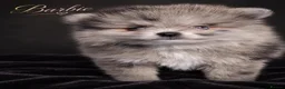 Pomeranian dogs for sale: Beautiful Silver Merle Pom Girl with Blue Eye - Advert 4