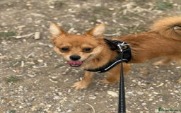 Mixed Breed dogs for sale: Yorkshire Terrier x Pomeranian - Image 1