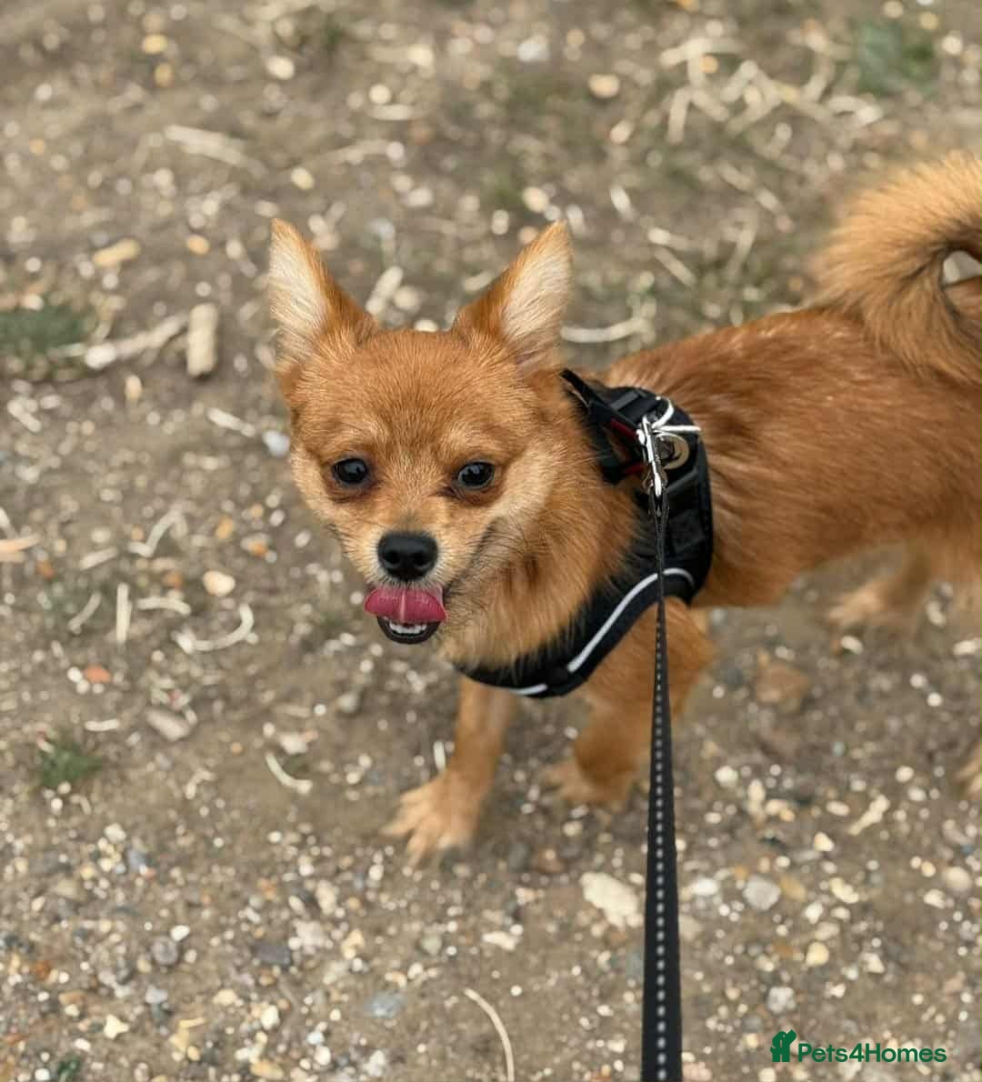 Mixed Breed dogs for sale: Yorkshire Terrier x Pomeranian - Image 1