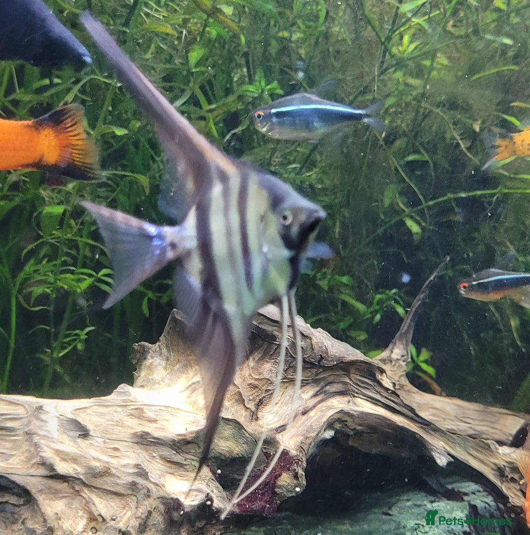 Angelfish fish for sale: Old school standard stripes Angel Fish - Advert 6