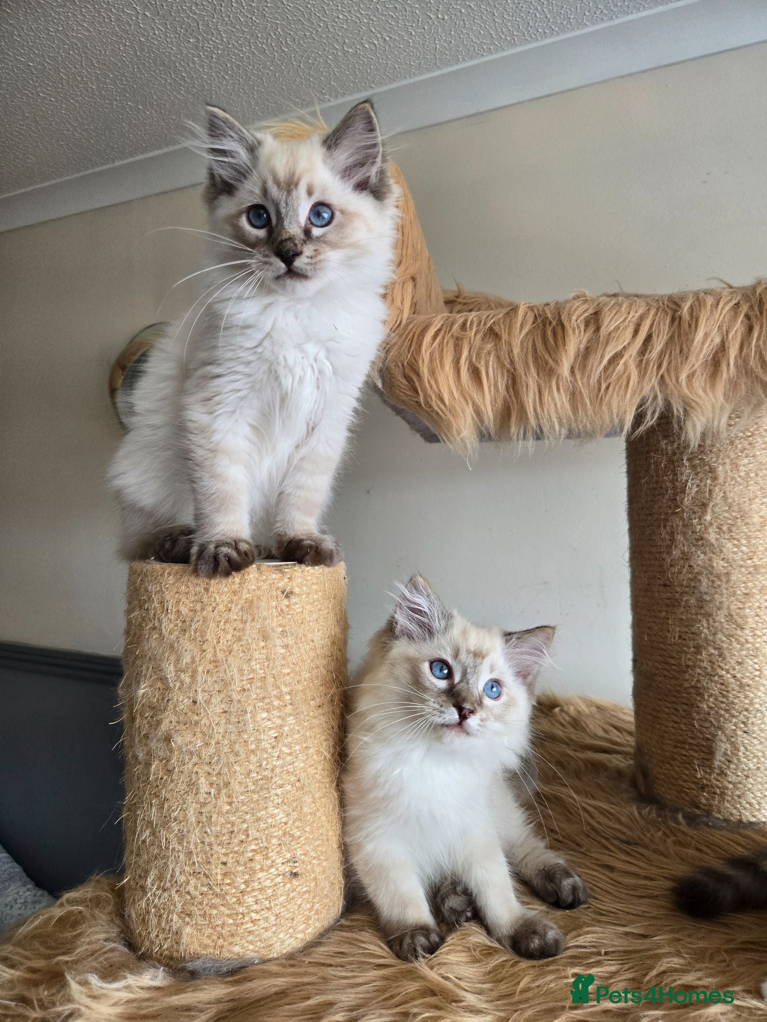 Ragdoll cats Gorgeous seal tabby male Ragdoll kittens  - Advert 1