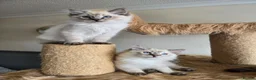 Ragdoll cats for sale: Gorgeous seal tabby male Ragdoll kittens  - Advert 1