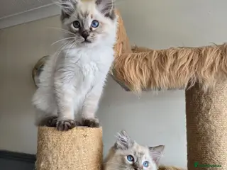 Ragdoll cats for sale: Gorgeous seal tabby male Ragdoll kittens - Advert 1