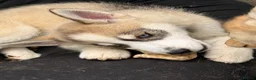 Pomsky dogs for sale: Last boy he had found his forever home please read - Advert 11