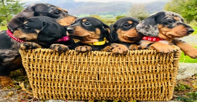 Miniature Dachshund dogs - Advert 4