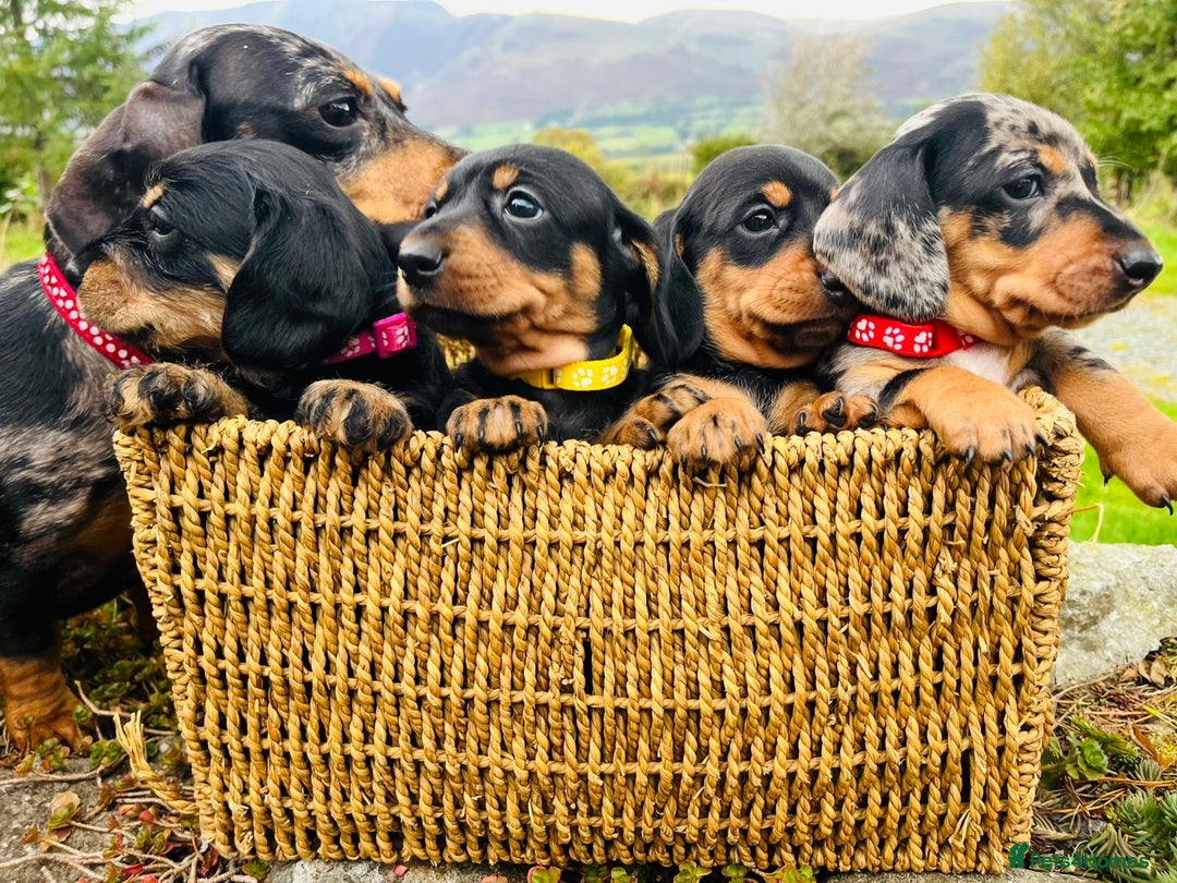 Miniature Dachshund dogs for sale: Stunning Miniature Dachshund Puppies - Image 3
