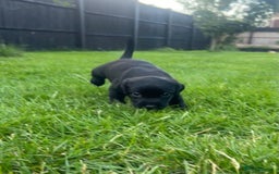 Labrador Retriever dogs for sale: Kc reg black working Labrador puppies  - Image 13