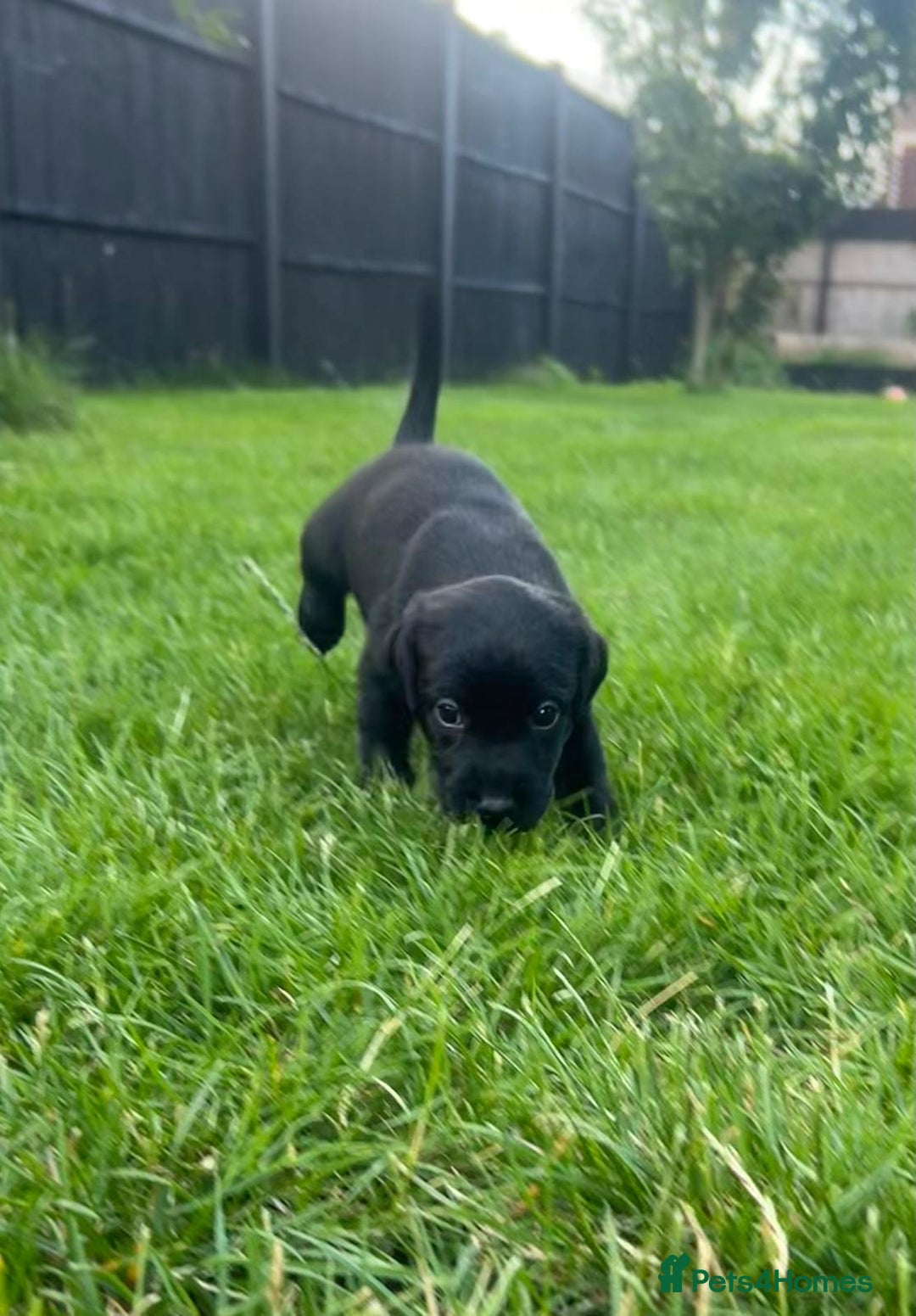 Labrador Retriever dogs for sale: Kc reg black working Labrador puppies  - Image 13