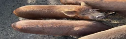 Pig livestock for sale: Juliana X kune kune boars - Advert 7