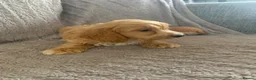 Cockapoo dogs for sale: Stunning cockapoos - Advert 8