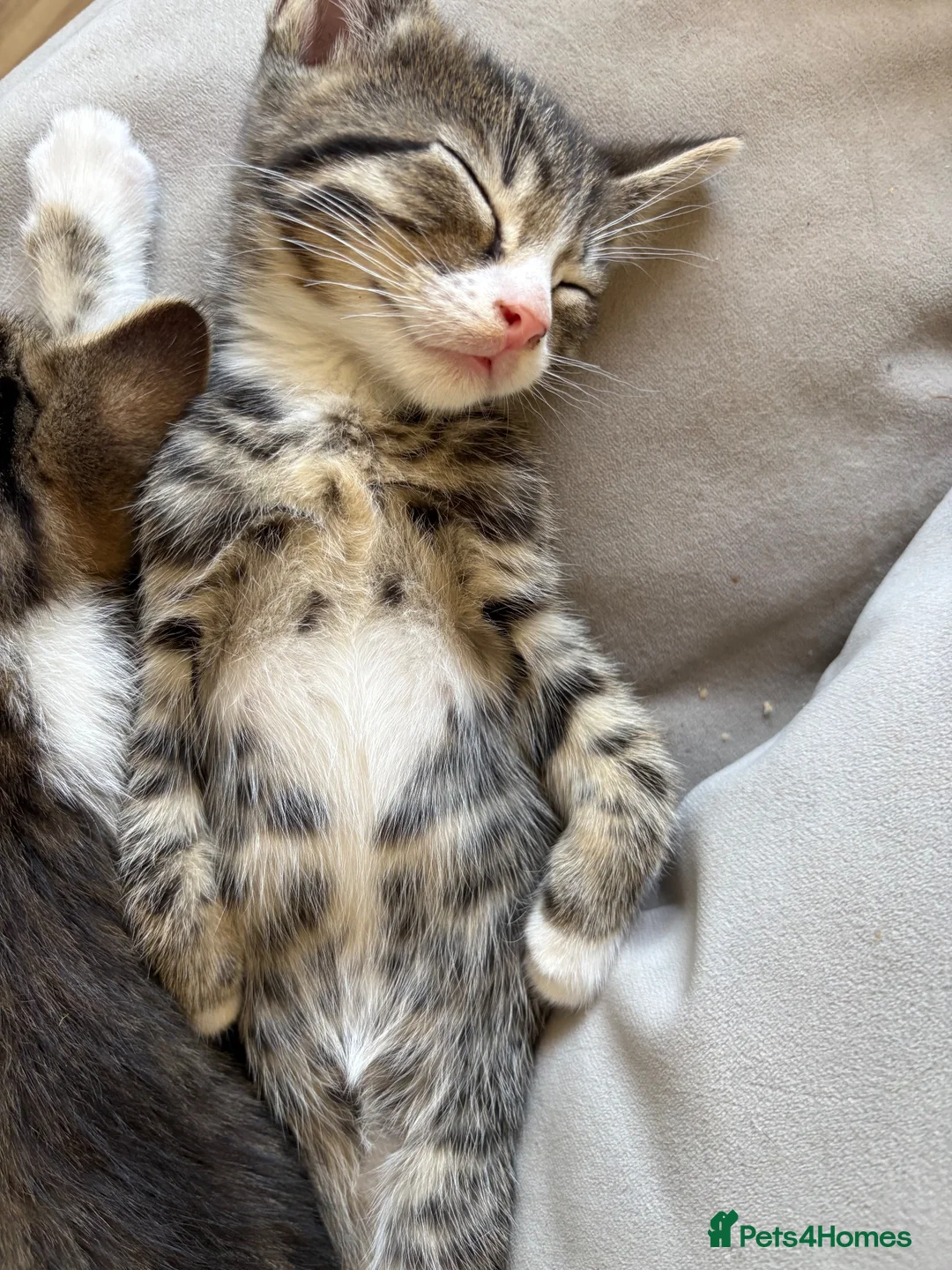 Mixed Breed cats for sale: 7 beautiful kittens - Advert 9