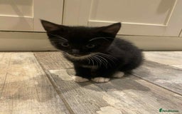 Mixed Breed cats for sale: Beautiful kittens  - Image 6