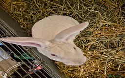 Rex rabbits for sale: Standard Rex Buck - REW. - Image 7