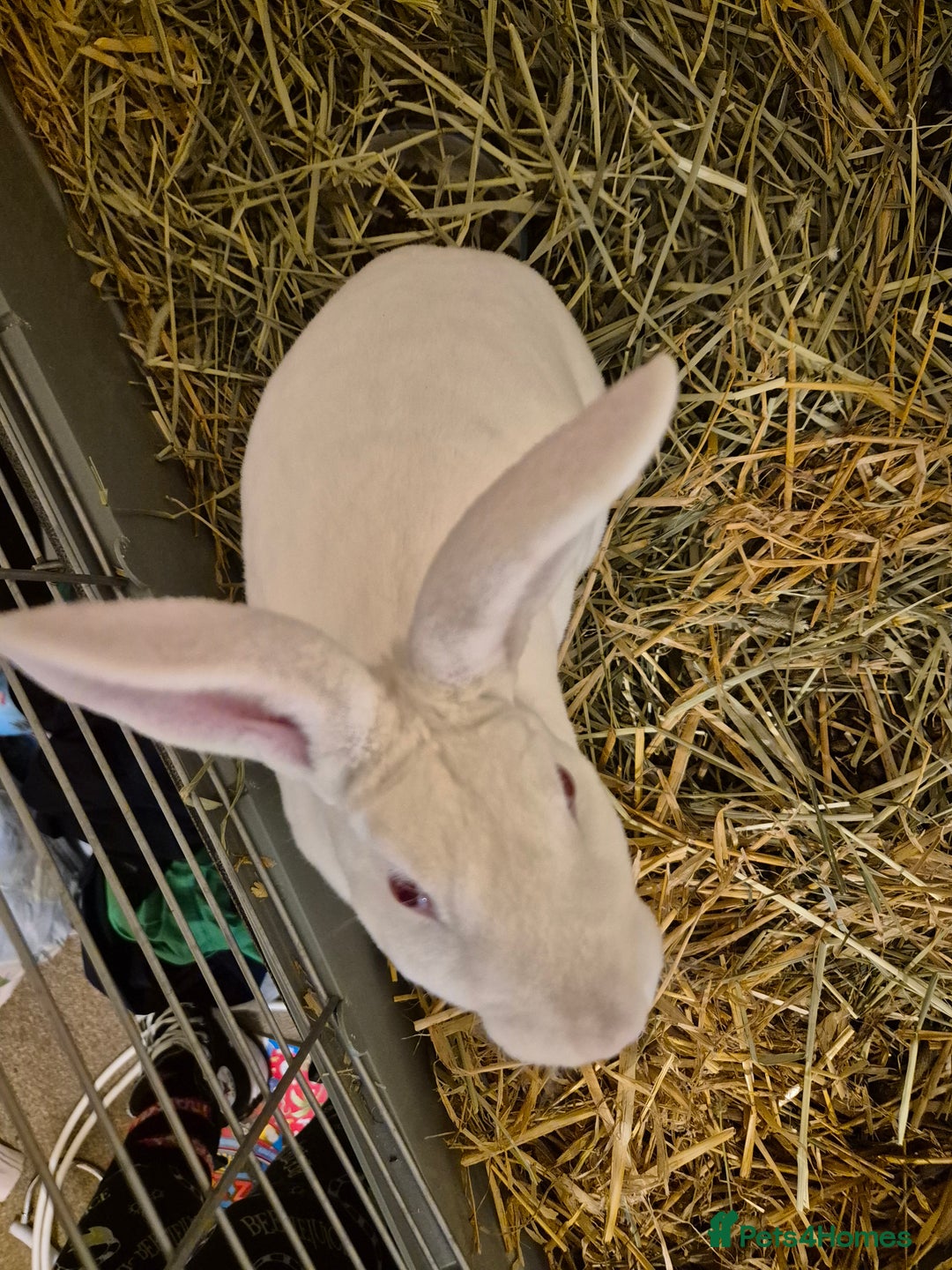 Rex rabbits for sale: Standard Rex Buck - REW. - Image 7