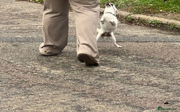 Chihuahua dogs for sale: 6 year old cream smooth coat chihuahua Boy - Image 4