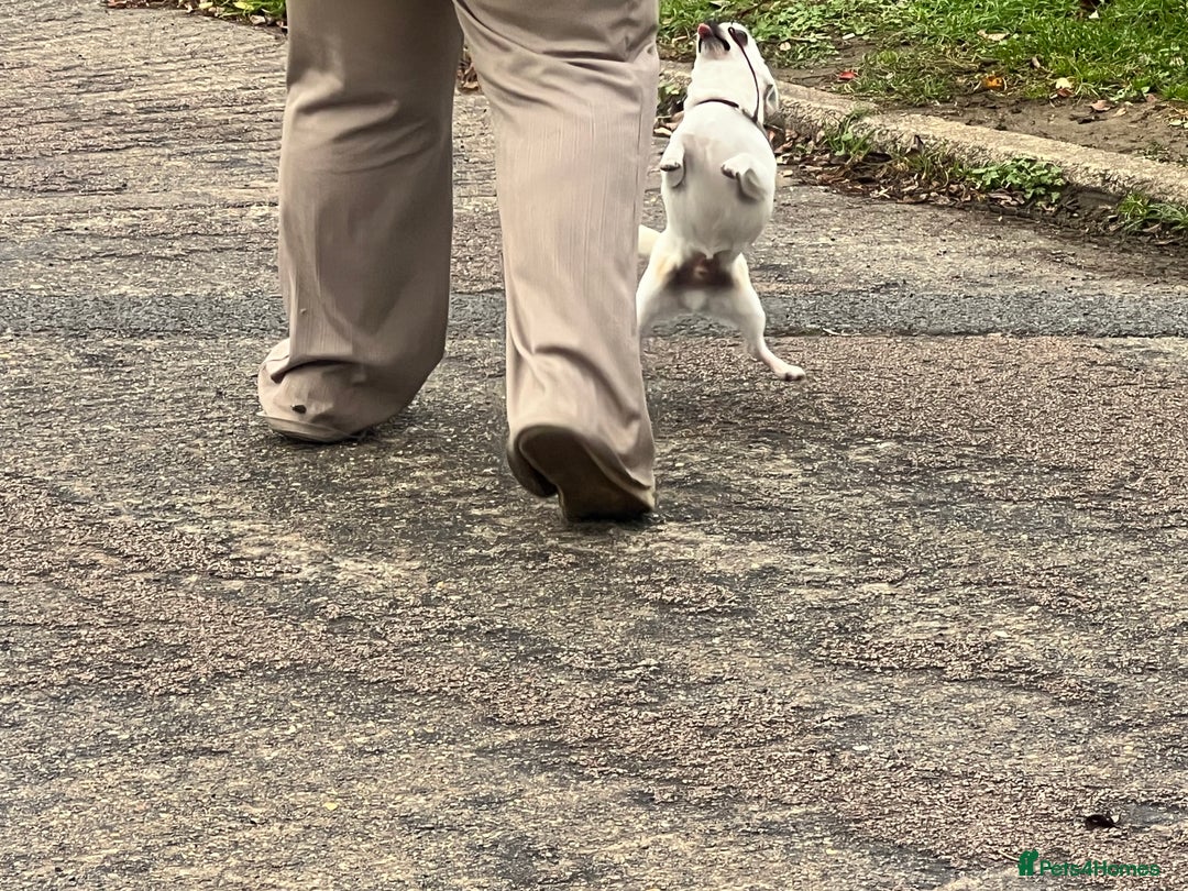 Chihuahua dogs for sale: 6 year old cream smooth coat chihuahua Boy - Image 4