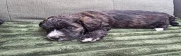 Yorkiepoo dogs for sale: Adorable Yorkiepoo Puppies Available - Litter of 6 - Advert 5
