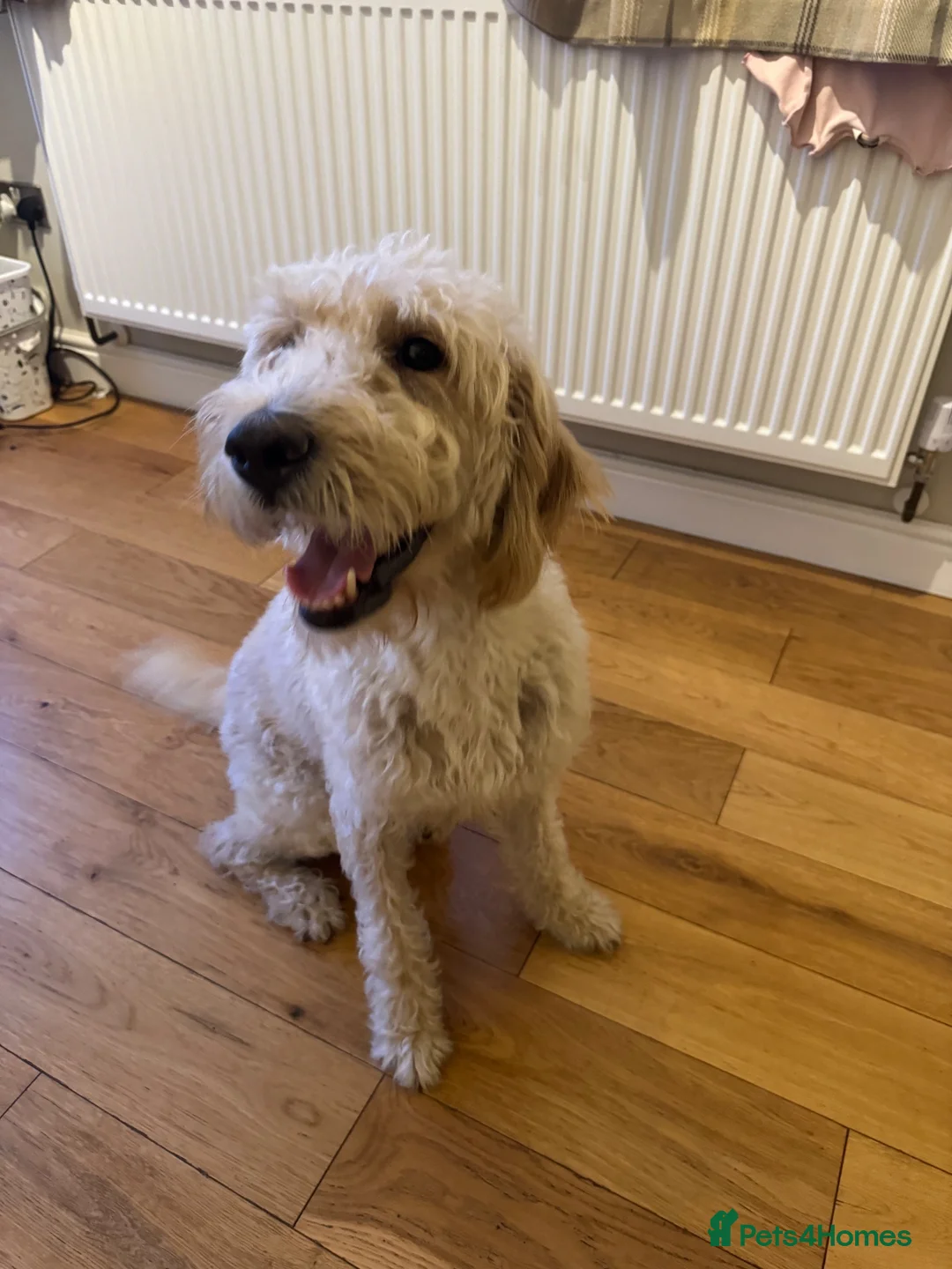 Labradoodle dogs for sale: ❤️ Beautiful Red F1b Labradoodle Puppies ❤️ in Peterborough - Advert 11