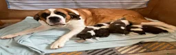 Saint Bernard dogs for sale: Pedigree St Bernard Pups in Blackwood - Advert 27