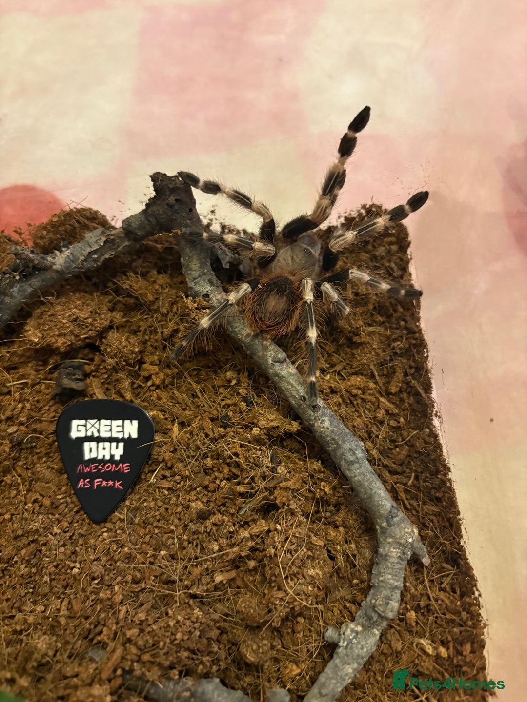 Tarantulas invertebrates for sale: Giant white knee and white striped birdeater  - Advert 9