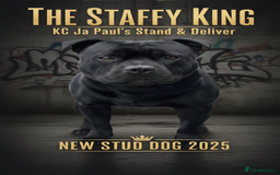 Staffordshire Bull Terrier dogs for stud: Phenomenal fertility- New Stud dog 2025 - Advert 1