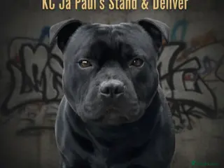 Staffordshire Bull Terrier dogs Phenomenal fertility- New Stud dog 2025 - Advert 9