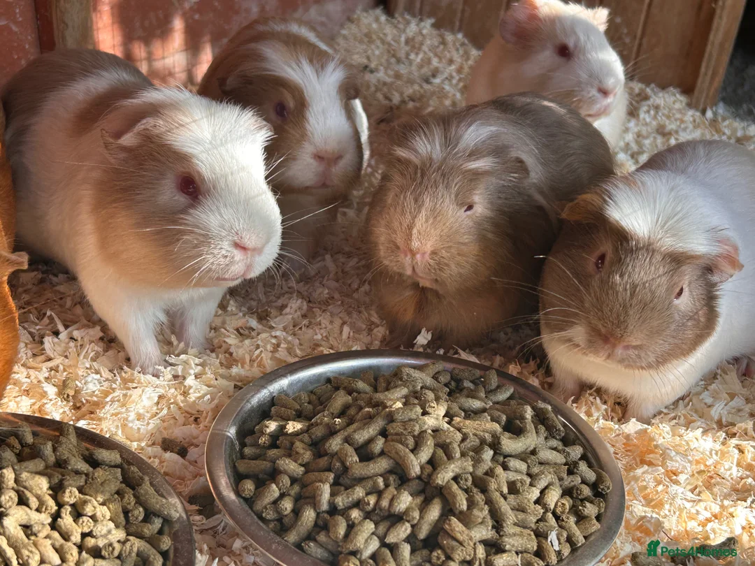 Guinea Pig rodents for sale: Male guinea pigs looking for new homes  in Ashford - Advert 2