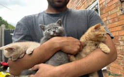 British Shorthair cats for sale: X BSH kittens - Image 17