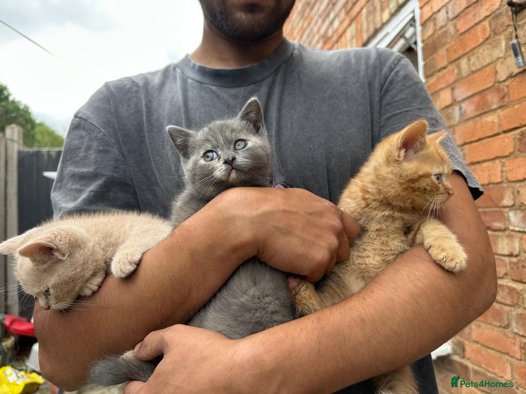 British Shorthair cats for sale: X BSH kittens - Image 17