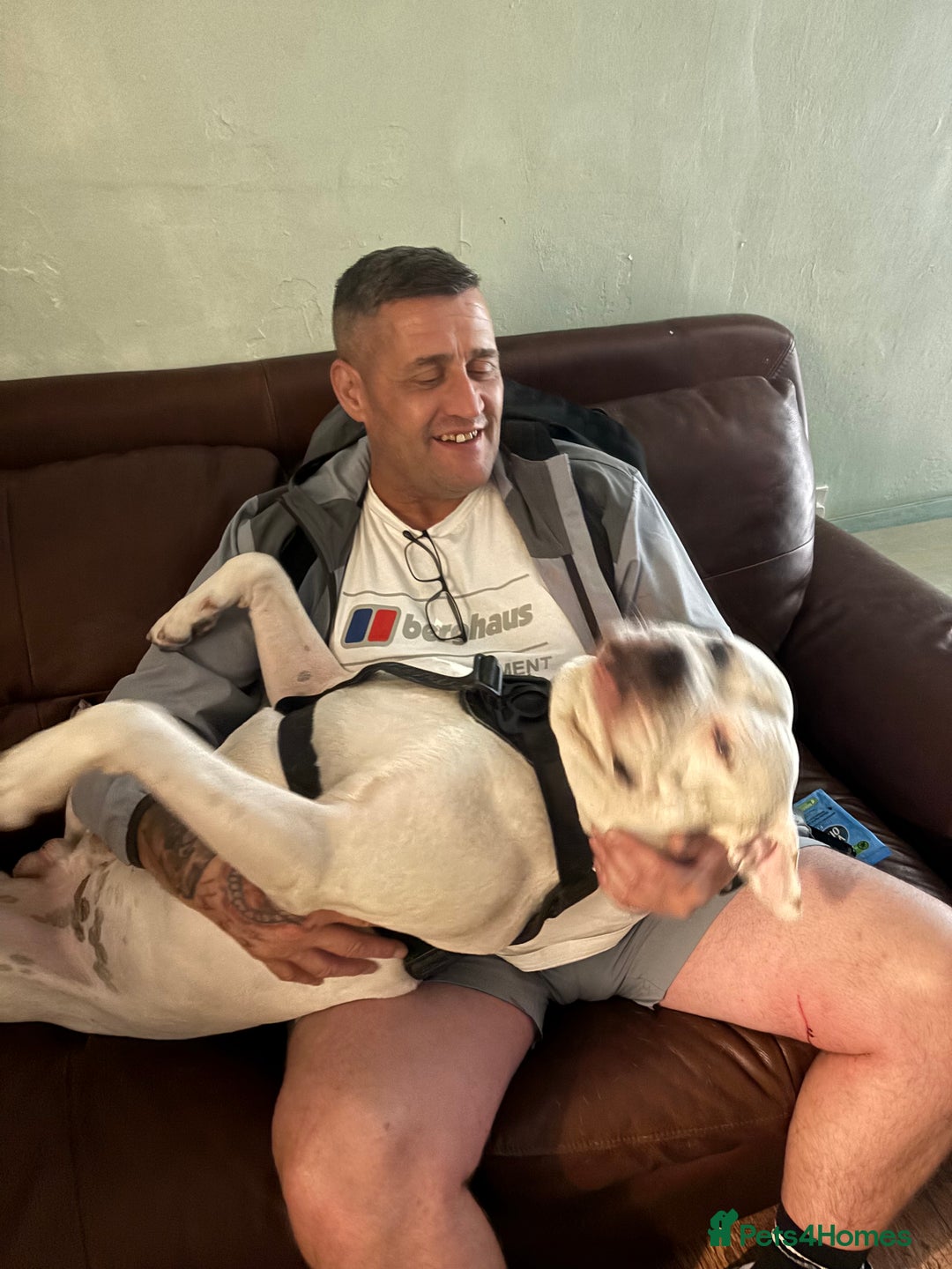 American Bulldog dogs for stud: Classic American bull 🇺🇸  - Image 23